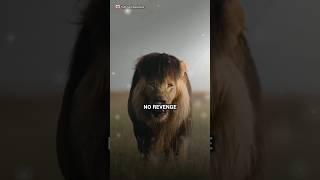 No Revenge~| Attitude status | Lion king  #shorts #sigma #motivation