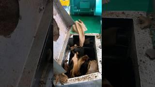 Mustard oil cake from screw oil press machine,very dry. #oil extraction machine #oilpress #machine