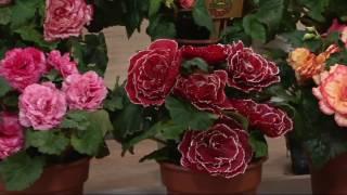 Roberta's 8-piece Jumbo Begonia Collection w/Fertilizer on QVC