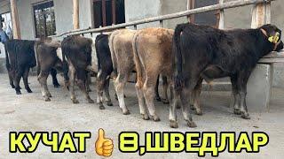 КИРГИЗИСТОН КУЧАТ ШВЕД НОВВОСЛАР КЕЛДИ ️+998 93 691 78 80 ️+998 93 215 08 57 16 сентября 2023 г.