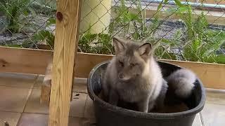 Fox Tales Florida foxy check in!