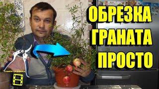 ОБРЕЗКА КОМНАТНОГО ГРАНАТА ОСЕНЬ - ВЕСНА. ЗАГОТОВКА ЧЕРЕНКОВ ГРАНАТА. ЭКЗОТИКА НА ПОДОКОННИКЕ