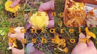 Kantarell Mushroom Picking Part 2