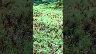 The Gentle Power of Moss | Silent Resilience