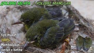 Perbedaan jantan dan betina burung kolibri kelapa atau manggar||hanya sekedip mata  dan 100% Akurat