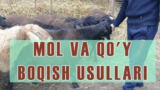 МОЛ ВА КУЙ БОКИШ СИРЛАРИ | MOL VA QO'Y BOQISH BIZNESI