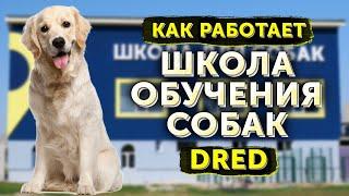 Как работает школа для собак DRED | На какие вопросы мы не ответим? | Дрессировка собак Украина