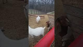 Merry  Dreamer #goats #goatfarming #goatfarm #goat#goatlife#goatlovers#goat