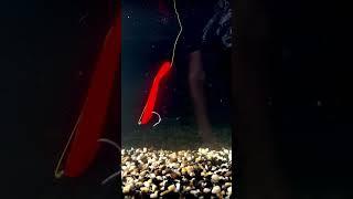 Recoil Bait underwater footage