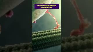  Kinesin Protein walk like this @VedPrepBiologyAcademy #biologyshorts #biologyeducation #vedprep