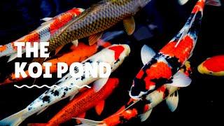 The Koi Pond (Relax with Zen Music)