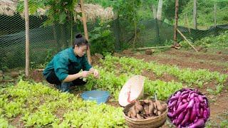 Harvesting Sweet Potatoes to Sell, Sugarcane Care, Growing Vegetables, Mountain Life | EP.96