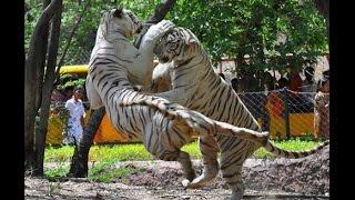 Majestic White Tigers - Couple @ Nehru Zoological Park - Hyderabad Zoo