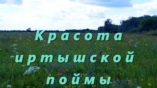 Красота иртышской поймы.