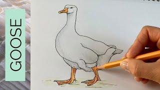 A very easy GOOSE drawing tutorial - plus some fun facts!