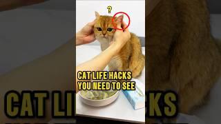 How to 'Use' Your Cat for Everything ️