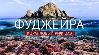 ФУДЖЕЙРА: Коралловый Риф в Фуджейре, подводный мир 4к. Снорклинг в ОАЭ. Дайвинг в Фуджейре.