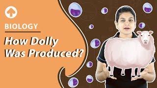 How Dolly was Produced | Biology