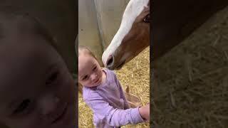 Foals of 2025 #farming #baby #equestrian #horse