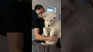 Щенок самоеда 6 месяцев- белая красотка #самоед #щенок #samoyed