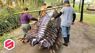 MOMEN TAK BAKAL TERULANG, ini Satu Dari Jutaan Momen Unik Dan Langka, Yang Terekam Kamera!!