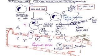 Brandl's Basics: Innate immune response to extracellular bacteria