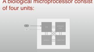 What are the building blocks of a biological microprocessor?