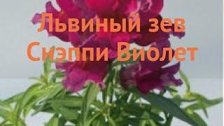 Львиный зев обыкновенный Виолет  львиный зев Виолет обзор: как сажать семена львиного зева Виолет