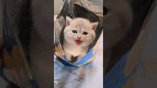 Daily Dose of Kitten Cuteness #cute #cat #kitten #meow  #funny