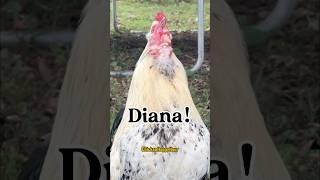 #diana #rooster #chicken #memes #funny #chickens #shorts #comedy #lol #chickenhappyhour