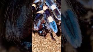 Tarantula vs Madagascar cockroach  #shorts #tarantula #spider #acanthoscurriageniculata