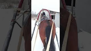 Харлей отдувается за всю конюшню