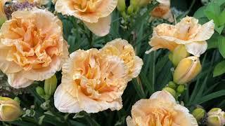 Siloam Peony Display Daylily