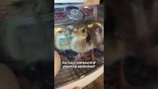 peachick addiction is the new chicken addiction #peacock