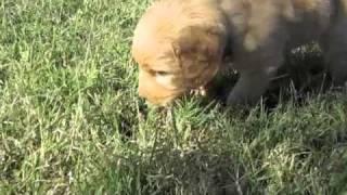 SafariDoodles: Peggy & Caillou: Video 1