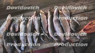 A variety of river fish from the Amur River on the fisherman's table.