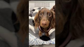 Can I have a treat, PLEASE #minidachshund #dachshundpuppy #dachshund #puppy #cutedog #cutepuppy #dog