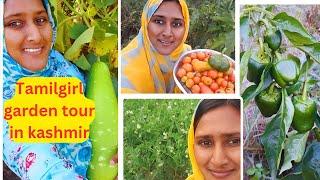 Tamil girl garden tour in kashmir / காஷ்மீர்ல என் தோட்டத்த சுத்தி பாக்கலாமா #gardentour #gardening