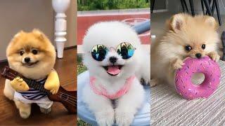 Teacup Pomeranian Compilation  Mini Pomeranian Tiktok Compilation - 2022 | 100+ Clips