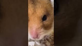 @ElliDiPets  #ellidipets #ellidi #pets