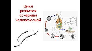 Жизненный цикл аскариды человеческой