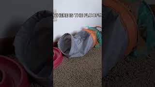 Where Is The Floof? Cat Edition #reels #youtubeshorts #cat #funny