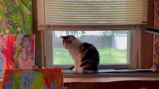 Wait for It… Calico Cat Adorable Blinky Eyes Reply