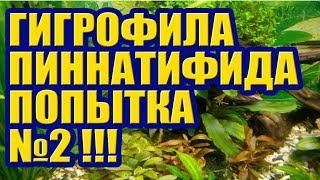 Гигрофила Пиннатифида Попытка №2. Hygrophila pinnatifida. Аквариумные растения