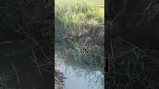 ILON