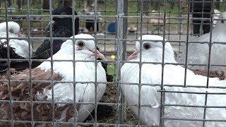 Объектив 21 10 19 Ярмарка голубей в Николаеве