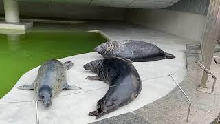 Funny seal wants to play with his friends