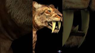 Saber-Tooth Tigers: The Mystery of Their Extinction