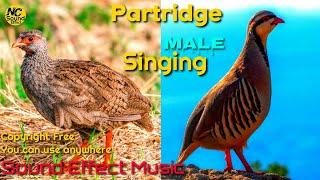 Brown and Black Partridge (Chukar) Male Singing sound effect music by NC sound effect #shorts