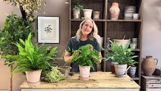 The Boston Fern Kit, The Maidenhair Fern Kit & The Blue Star Fern Kit Tutorial